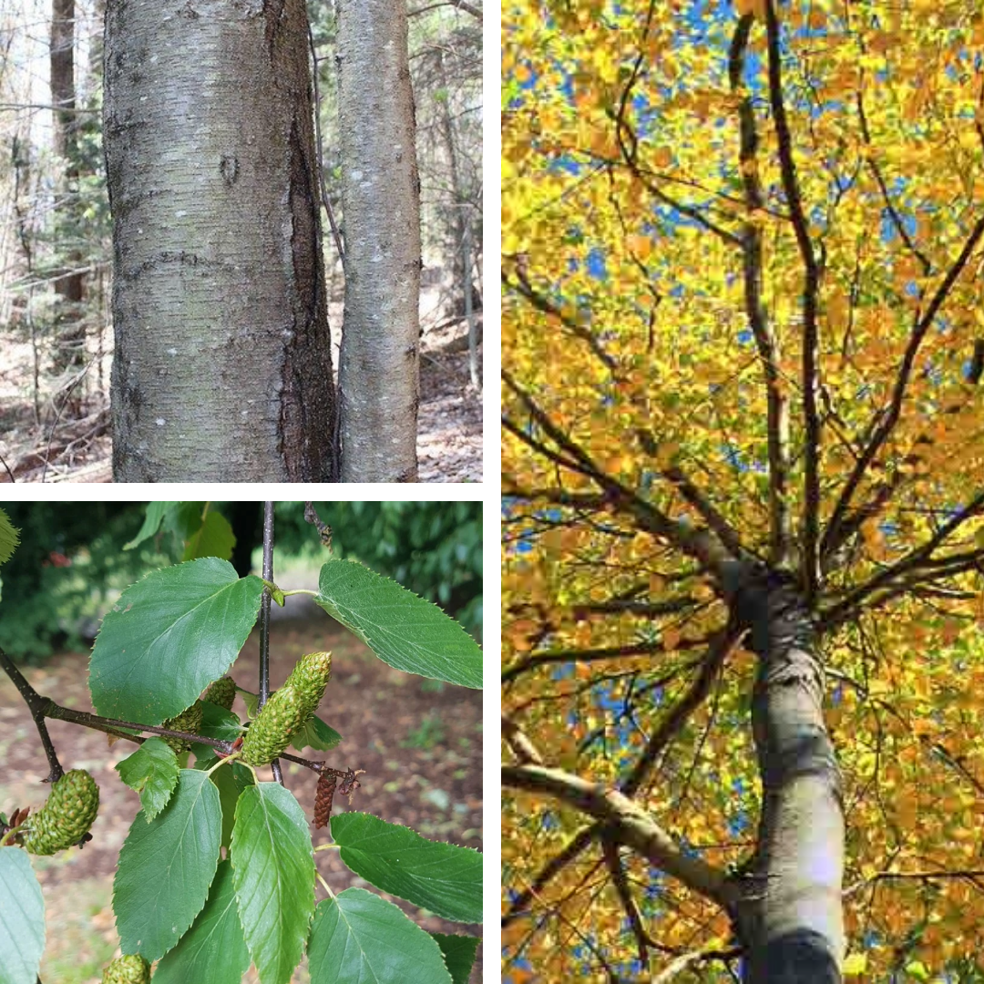 <p>Black birch:<br><br>Horizontally striped bark like white birch but grey. Smells like birch beer!</p>
