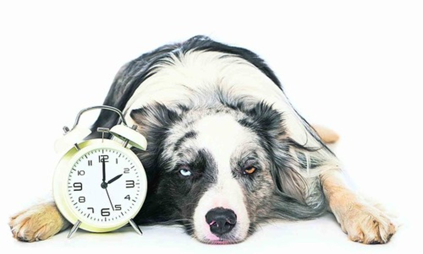 <p>very tired</p>