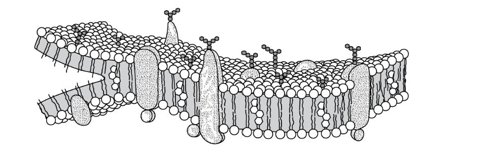 <p>The model below shows the structure of a portion of a plasma membrane in an animal cell.</p><p>Which statement best explains the orientation of the phospholipid molecules in this model?</p>