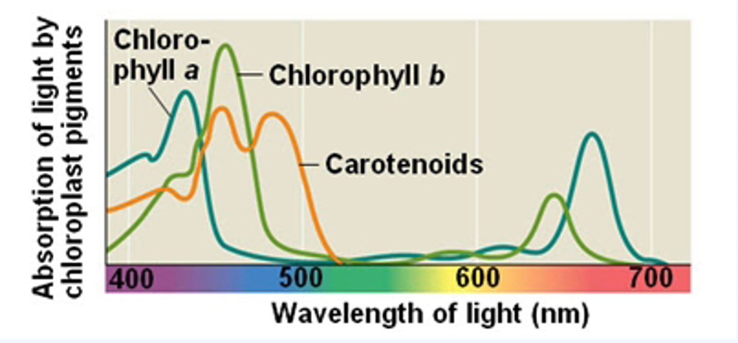 <p>An accessory photosynthetic pigment that transfers energy to chlorophyll a.</p>