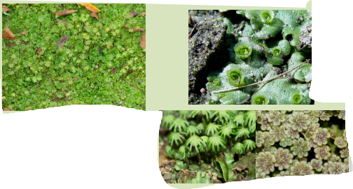 <p>Marchantia polymorpha</p>