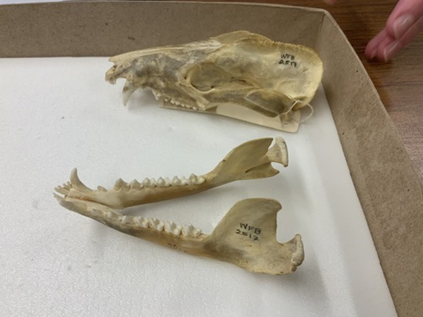 <p>Family, Order, Cohort, Infraclass, Subclass</p><p>-polyprotodont (5I/4i); tribosphenic molars</p><p>-well-developed canines</p><p>-well-developed sagittal crest</p>
