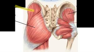<p>What muscle is this? </p>