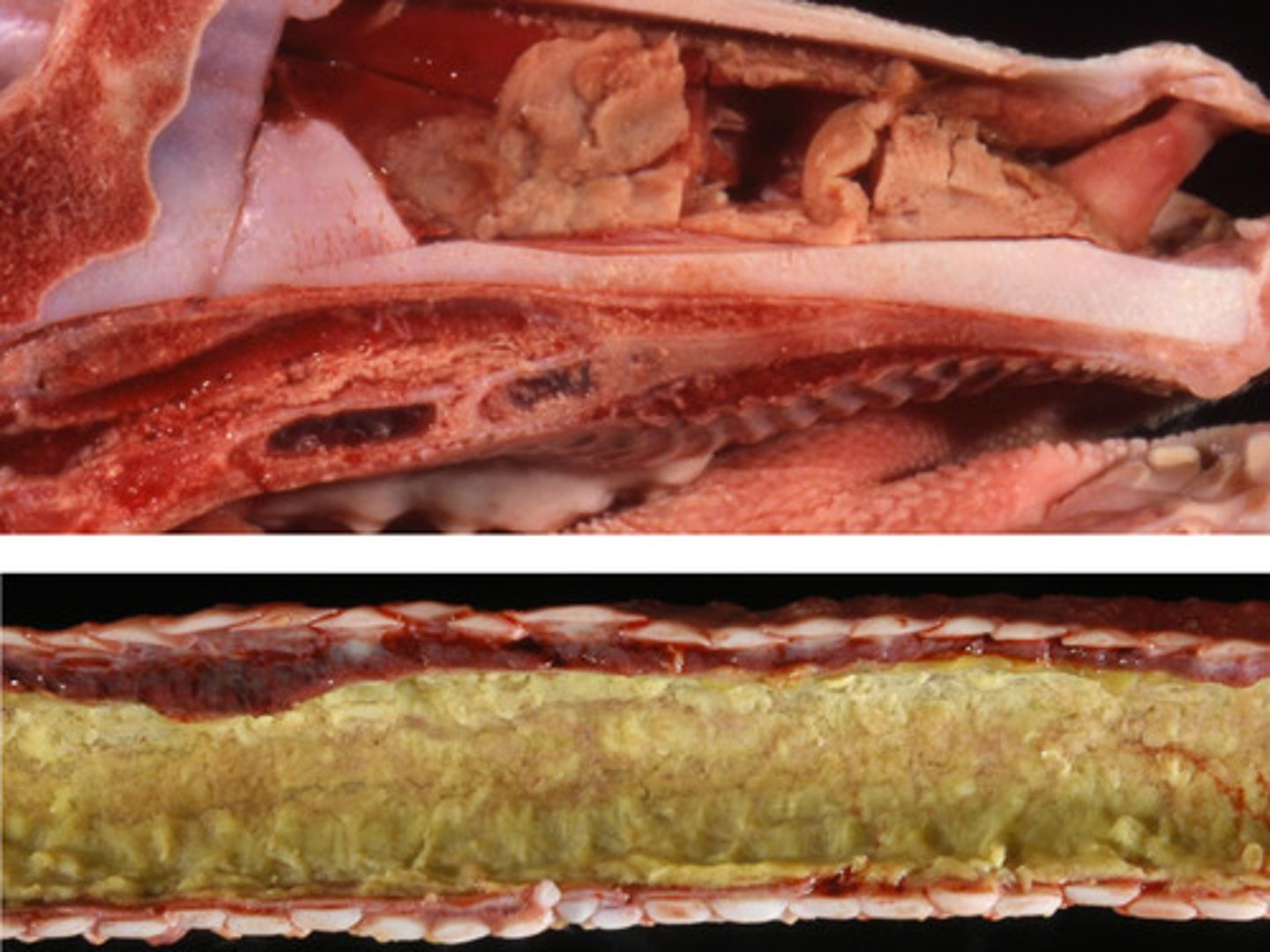 <p>Identify the pathology?</p>