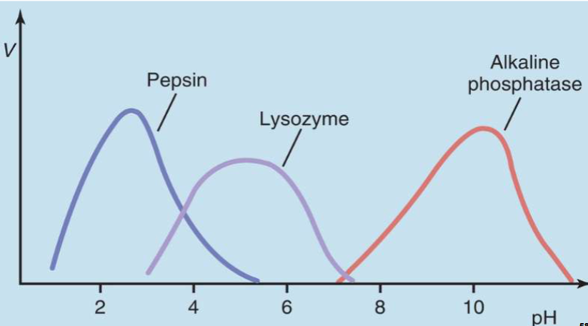 <ul><li><p><span style="color: rgb(0, 0, 0);">I. Some enzymes function at pH’s below or above normal physiological pH range</span></p><ul><li><p><span style="color: rgb(0, 0, 0);">A. Usually, they are sequestered in specialized areas of cell/body where pH is different than rest of cell/body</span></p><ul><li><p><span style="color: rgb(0, 0, 0);">1. E.g., acidic enzymes are found in lysosomes &amp; stomach lumen</span></p></li><li><p><span style="color: rgb(0, 0, 0);">2. E.g., alkaline enzymes are found in mitochondrial matrix, bile duct, &amp; small Intestine lumen </span></p></li></ul></li></ul></li></ul><p><br></p>