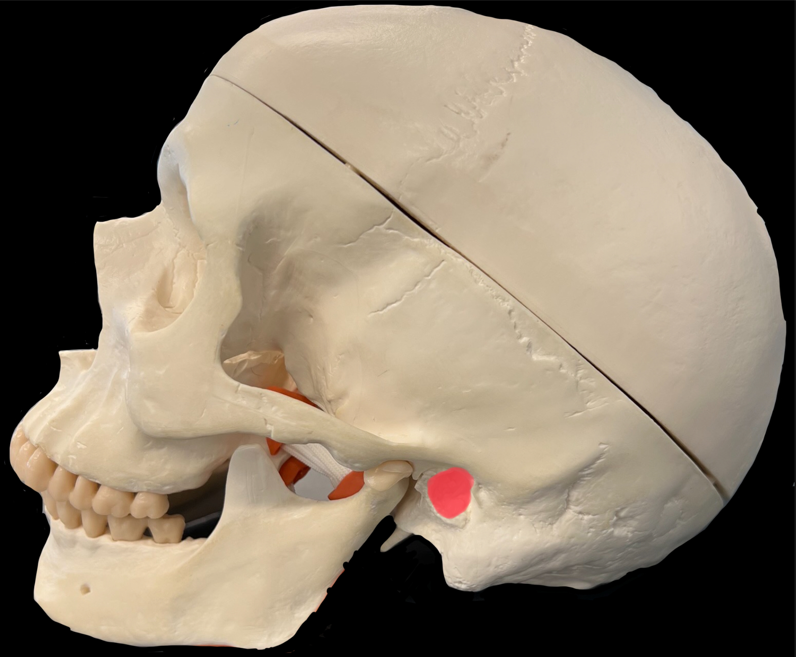 What is highlighted in red?