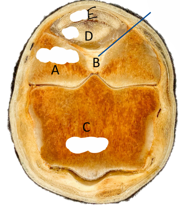 <p>Nomme les structures </p>