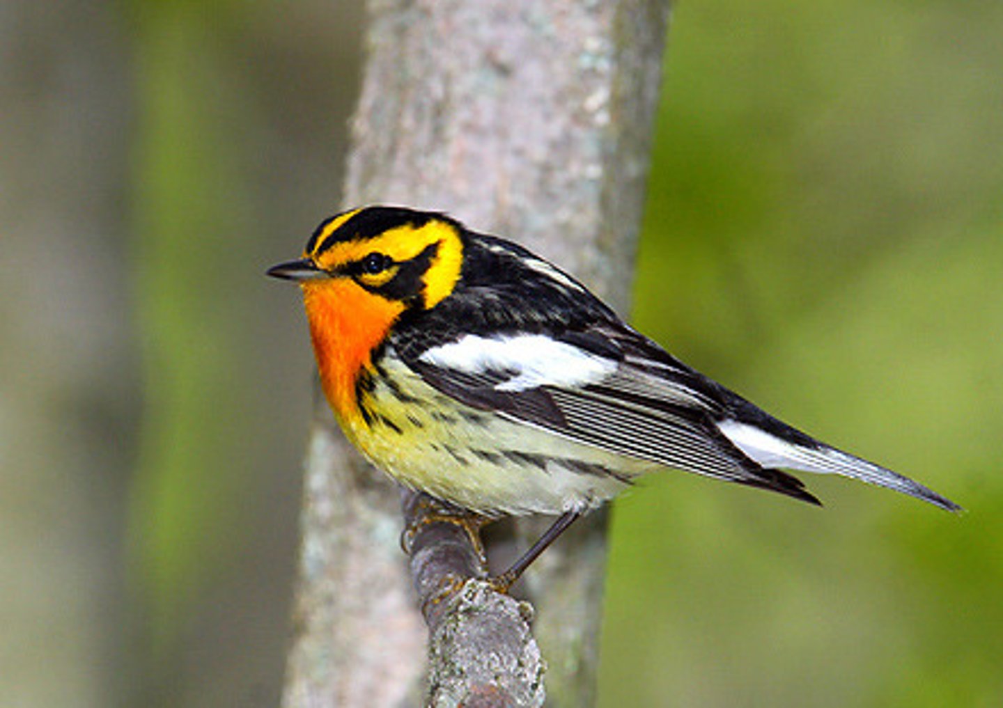 <p>Passeriformes Parulidae</p>