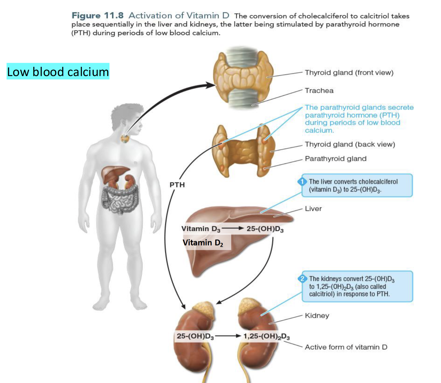 <p>Parathyroid Gland secretes Parathyroid hormones(PTH) which stimulates the conversion of 25(OH)D to 1,25(OH)<sub>2</sub>D thereby</p><ul><li><p> increasing dietary calcium absorption</p></li><li><p>decrease calcium excretion</p></li><li><p>increase calcium release from bones</p></li></ul><p></p>