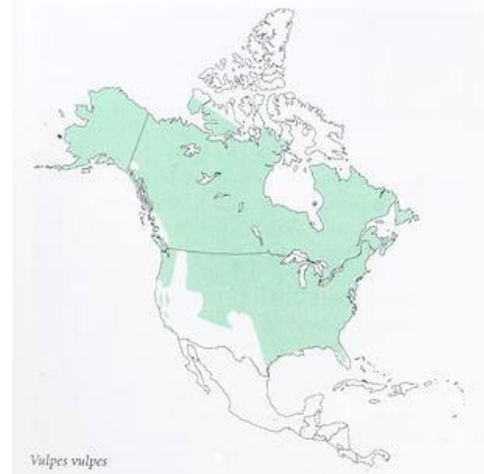 <p>Which species fits the following habitat and management concerns?</p><p><br>Habitat: Wide distribution - except SW US, most widely distributed carnivore in the world; prefer diverse vegetation; in CA, occur in the Sierra Nevada Mountains</p><p>Management issues: Fur bearers; sport hunting, carry rabies; non-native compete w/ native species; prey on threatened/endangered birds</p>