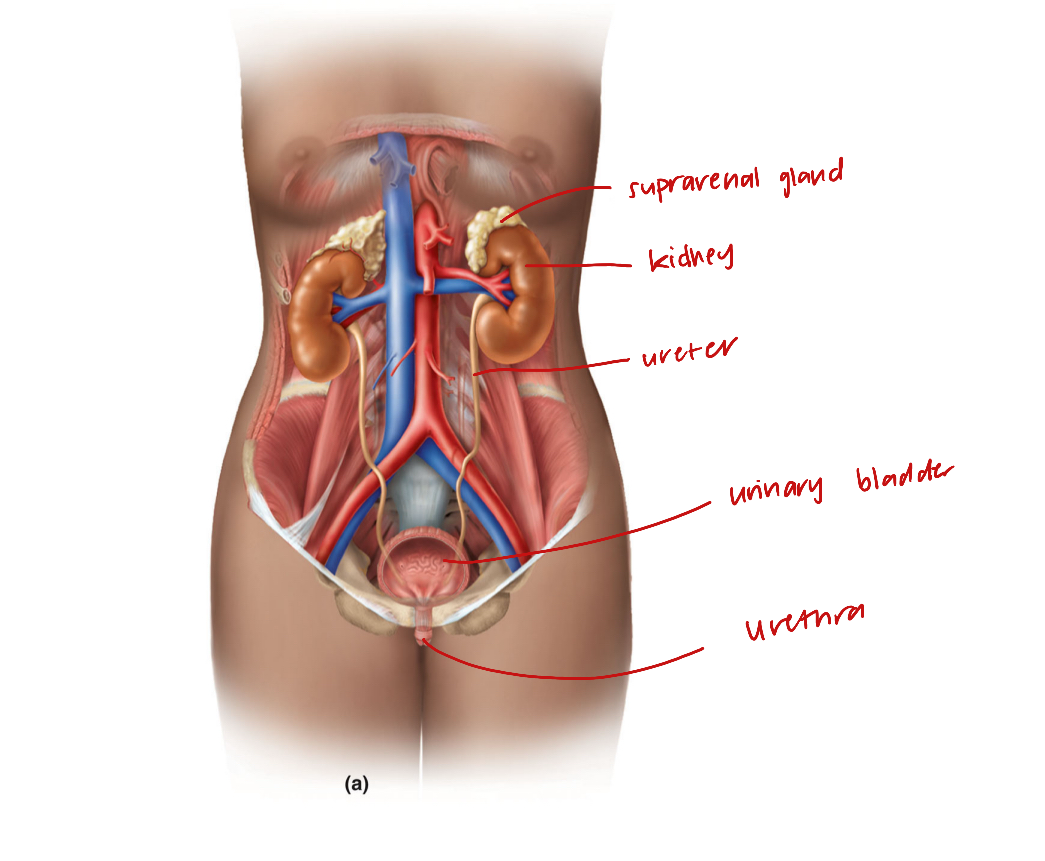 <ul><li><p>suprarenal gland</p></li><li><p>kidneys</p></li><li><p>ureter</p></li><li><p>urinary bladder</p></li><li><p>urethra</p></li></ul><p></p>