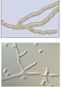 <p>Primarily found in oomycetes</p>