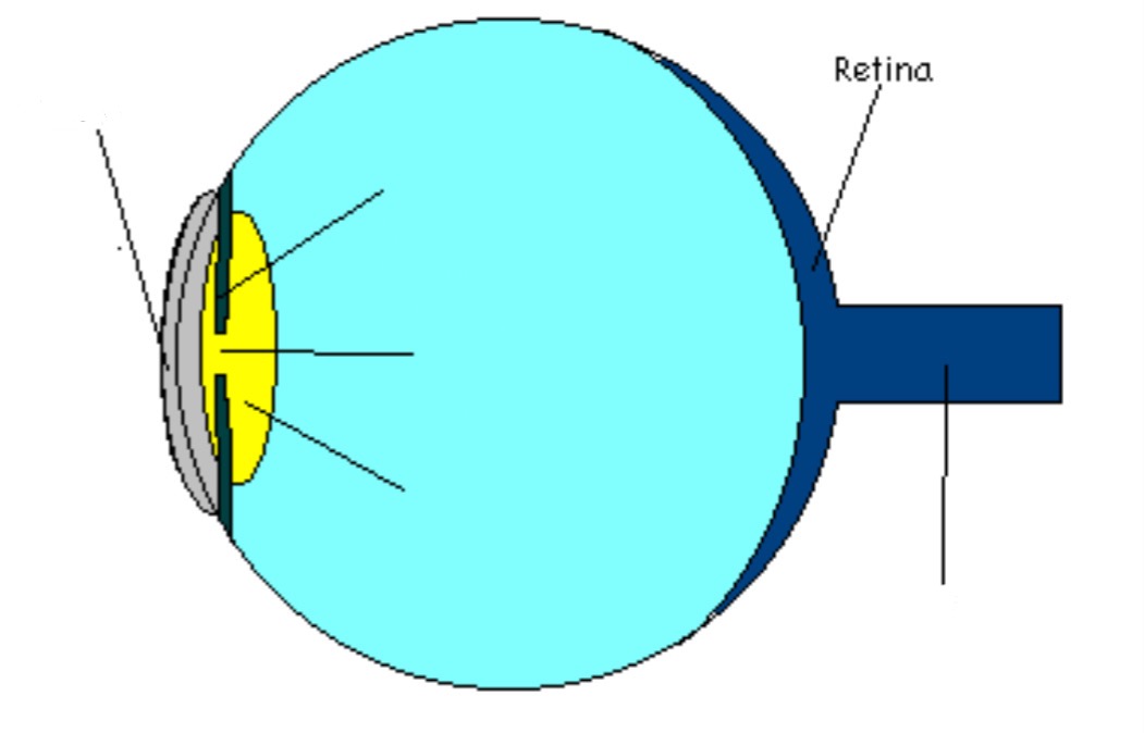 <p>Photoreceptive portion of eye</p>