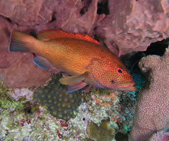 <p><span><span>fish?</span></span></p>