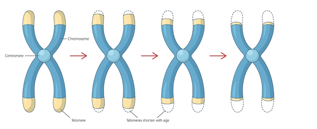 <p>What is this image showing?</p>