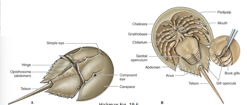 <p>Common name: Horseshoe Crabs</p><ul><li><p>Living fossils</p></li><li><p>Feed on worms and Molluscs</p></li><li><p>Common in eastern US.</p></li></ul><p></p>