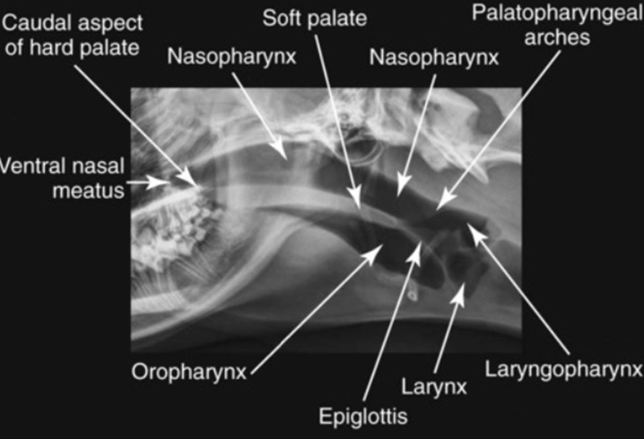 <p>rads look for structural disease, abnormal findings may include:</p><p>-dilated esophagus</p><p>-mass effect</p><p>-metallic foreign body</p><p>-air pockets (anaerobic bacteria)</p>