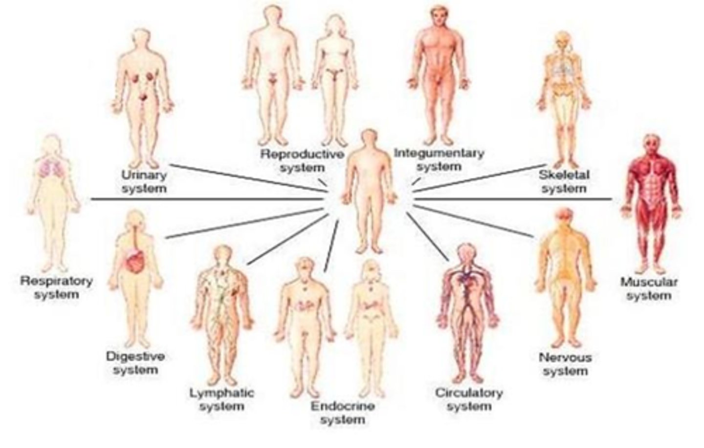 <p>What type of anatomy studies the body system by system, as in our approach?</p><p>A) Regional anatomy</p><p>B) Surface anatomy</p><p>C) Systemic anatomy</p><p>D) Microscopic anatomy</p>