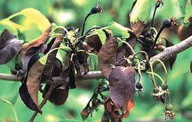 <p>What disease is this?</p>
