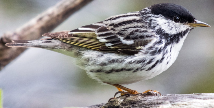 <p>What bird is this? </p>