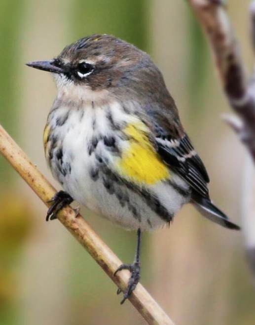 <p><u>Yellow-rumped Warbler</u>, <em>Setophaga coronata - </em>A small songbird with yellow patches on its rump and sides. It migrates long distances and can be found in various habitats across North America. <span>In summer, both sexes are a smart gray with flashes of white in the wings and yellow on the face, sides, and rump. </span><strong><span>Males</span></strong><span> are very strikingly shaded; </span><strong><span>females</span></strong><span> are duller and may show some brown. Winter birds are paler brown, with bright yellow rump and usually some yellow on the sides.</span></p>