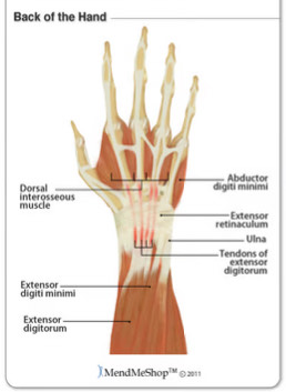 <p>Arm Muscle</p>