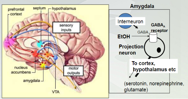 <p>Alcohol effecting amygdala </p>