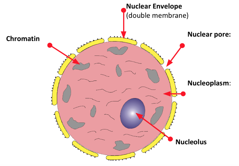 <ul><li><p>nuclear envelope: double membrane that surrounds the nucleus (membrane bound) </p></li><li><p>nuclear pores: allow large molecules out of the nucleus e.g. mRNA</p></li><li><p>nucleoplasm: granular, jelly-like material</p></li><li><p>nucleolus: small sphere w/in nucleus</p></li><li><p>chromosomes: linear DNA that is bound to histone proteins</p></li></ul><p></p>