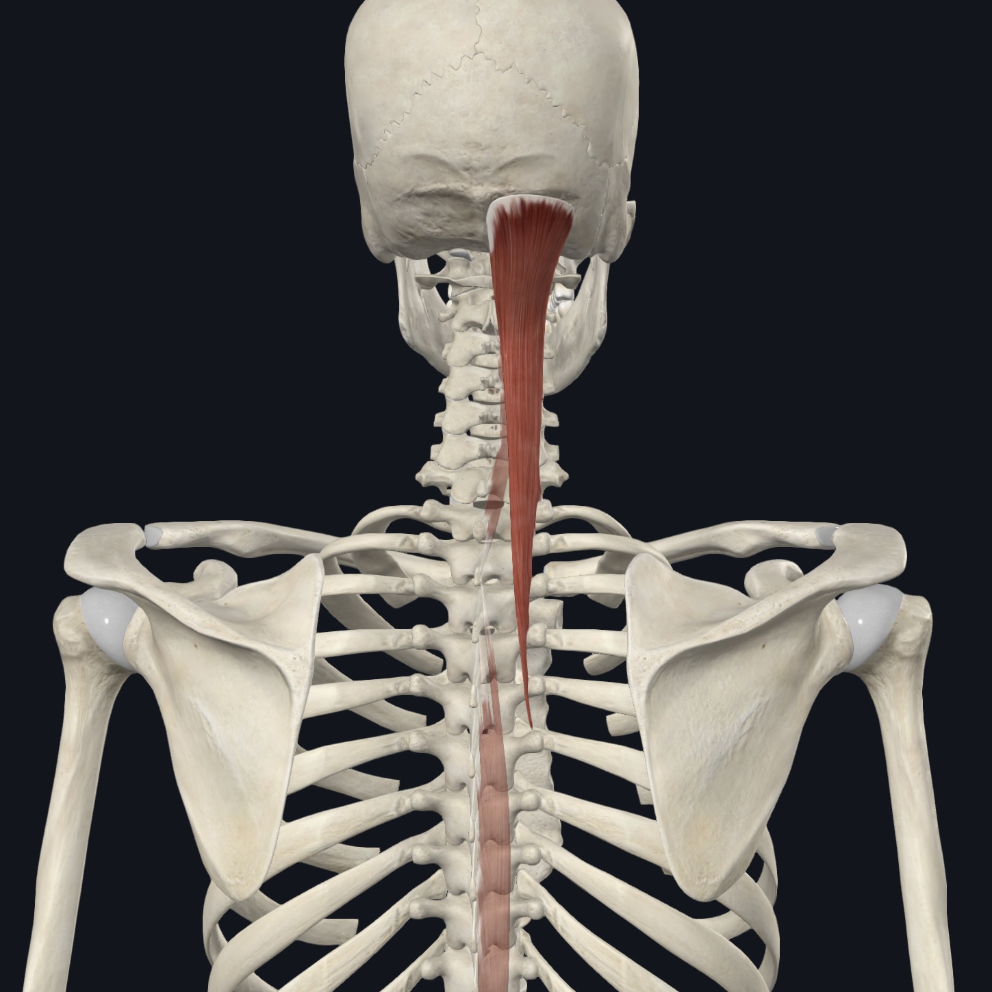 <p>Medial to semispinalis capitis&nbsp;(semispinalis capitis pictured)</p>