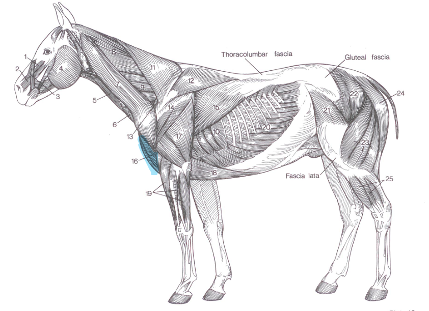 <p>Name of highlighted muscle?</p>