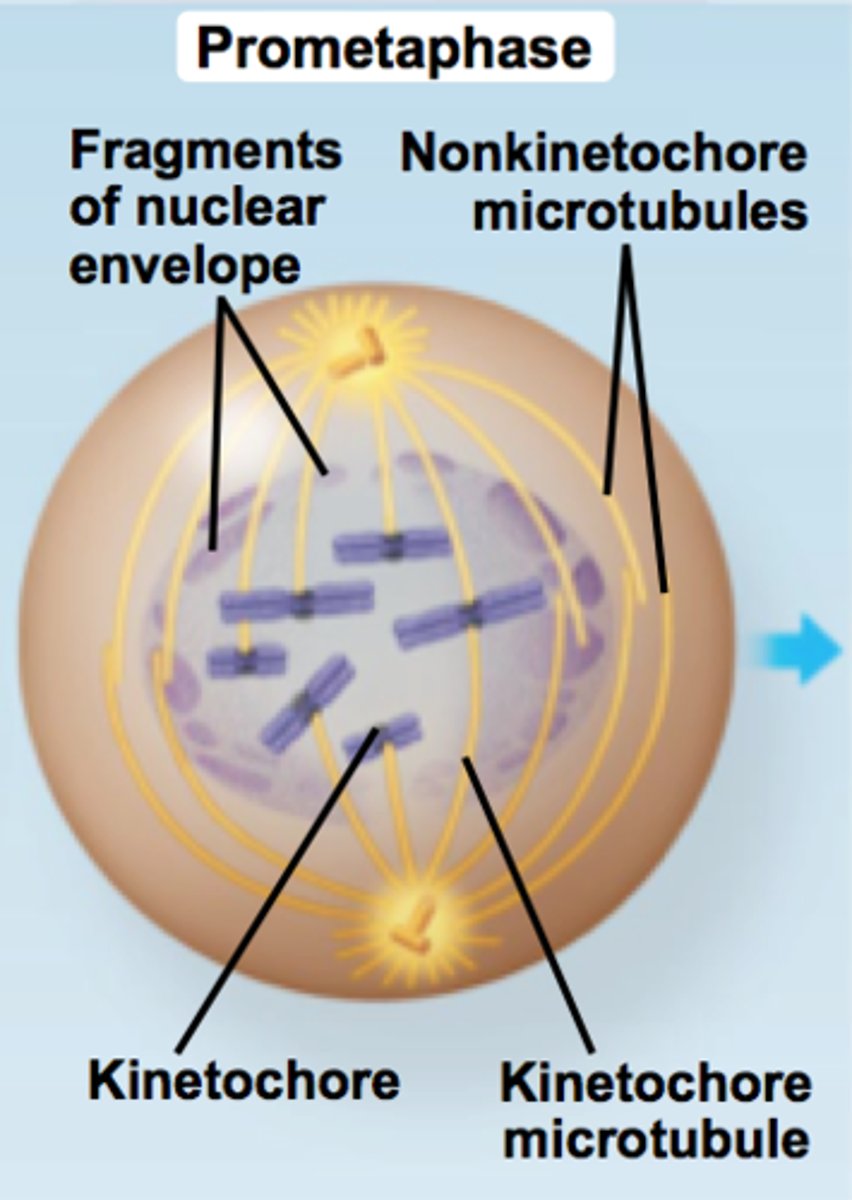 <p>Kinetochores are protein structures assembled on the centromere of each chromatid that link growing microtubules.</p>
