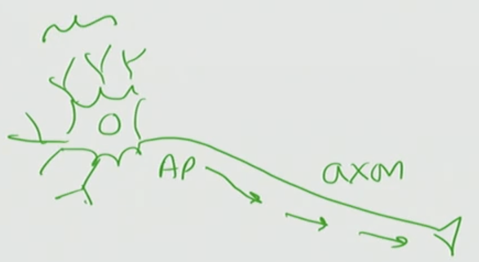 <p>What are these structures called on the neuron</p>