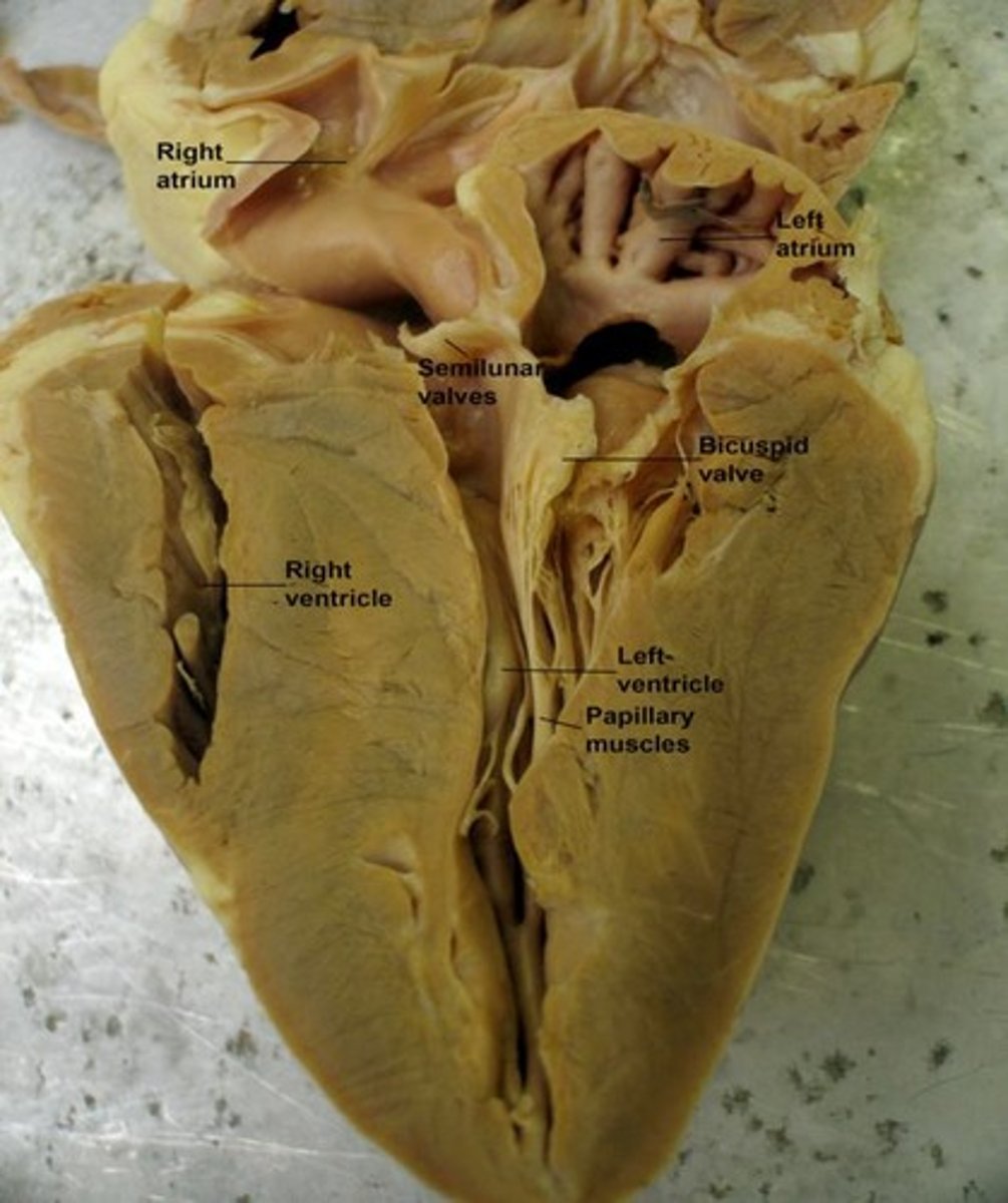 <p>Two or more tissues working together.</p>