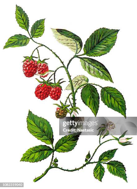 <p>Red Raspberry</p>