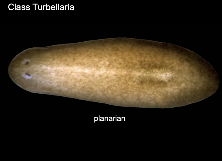 <p>The planarian flatworm</p>