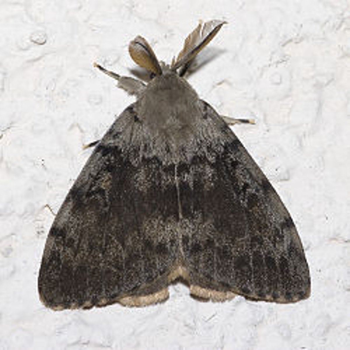 <p>Stout hairy bodies, muted colors, lack simple eyes, adults do not feed, reduced/no proboscis, females reduced/no wings and have large tuff at end of abdomen, males have tympanal organs and large feathery antennae, most nocturnal</p>