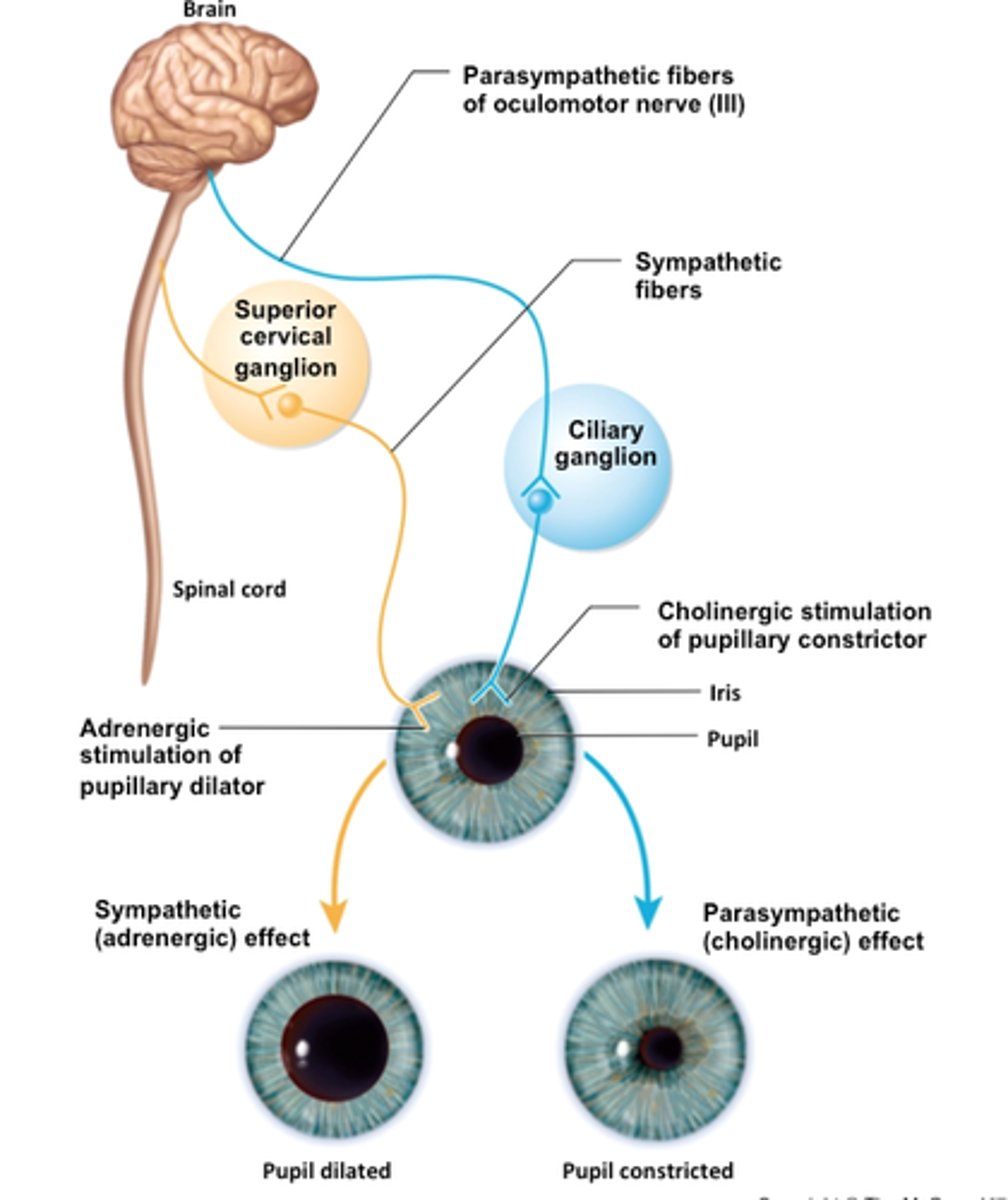 <p>organs receive instructions from both sympathetic and parasympathetic divisions</p>