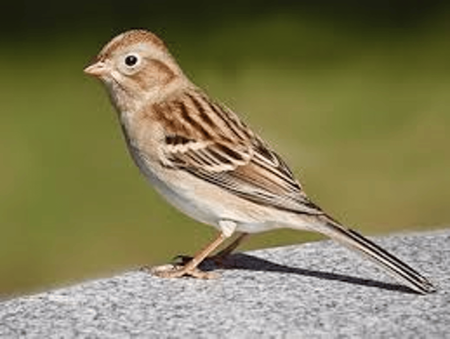 <p>Passeriformes</p><p>white eyering, grayish or rufous breast, rufous cap and eyeline</p>