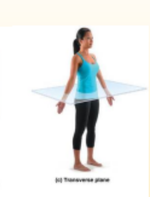 <p>divides body into superior and inferior parts</p>