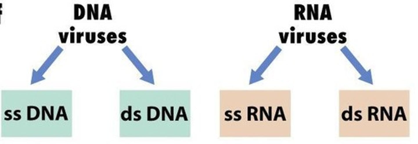 <p>DNA or RNA</p>