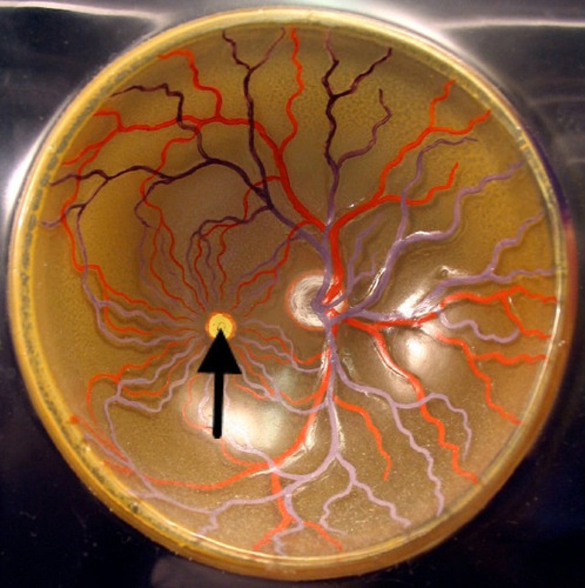 <p>A small depression in the retina of the eye where visual acuity is highest. The center of the field of vision is focused in this region, where retinal cones are particularly concentrated.</p>