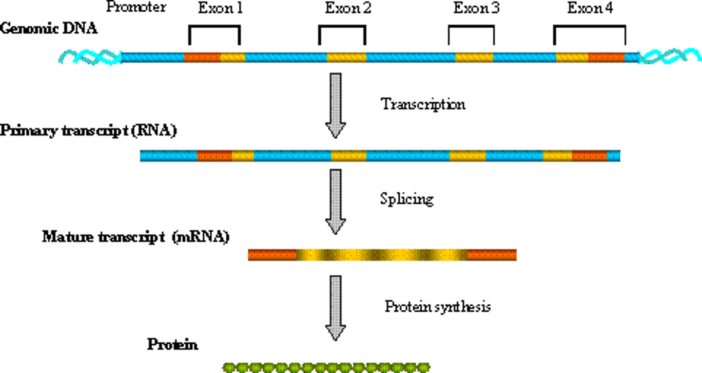 <p>The process of reading the information stored within a gene to create a functional product, typically a protein.</p>