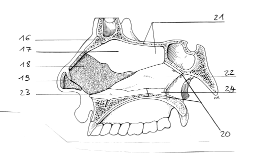 <p>22 ploegschaarbeen</p>