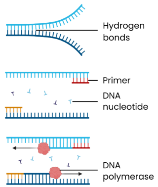 <p>Explain how DNA fragments can be amplified by PCR</p>