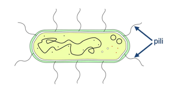 <p>1) Pili</p><p>2) Pili helps bacteria to <mark data-color="red" style="background-color: red; color: inherit;">attach </mark>to surfaces and other bacteria</p>