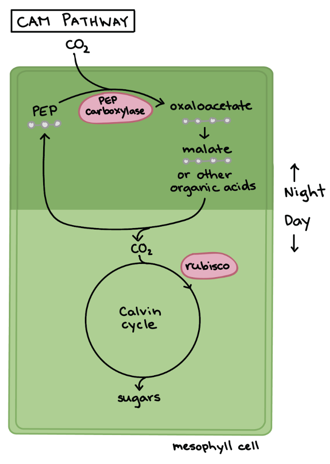<ul><li><p>CO2 is initially fixed when stomata are <strong>OPEN</strong> at <strong>NIGHT</strong></p></li><li><p>Released from <strong>storage </strong>(NOT cell) into the Calvin Cycle during <strong>DAY</strong></p></li><li><p>Stomata remains <strong>CLOSED</strong> during <strong>DAY</strong> to reduce water loss + keeping O2 concentration low → Rubisco attaches to CO2 more</p></li><li><p>Photosynthesis <strong>increases</strong></p></li></ul><p></p>