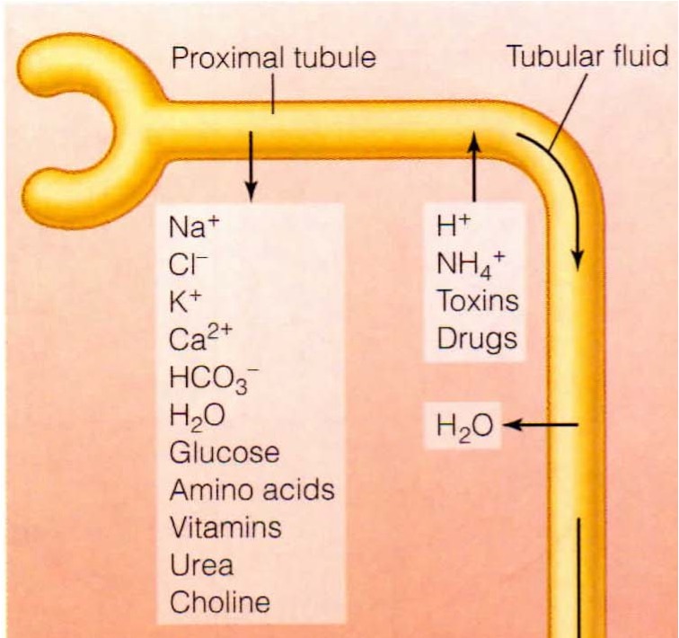 <p>Reabsorption of 75% of water, sodium + chloride ions. At end of PCT, tubular fluid is isosmic to surrounding interstitial fluid + blood plasma. Some active secretion of cetain ions/toxins</p>