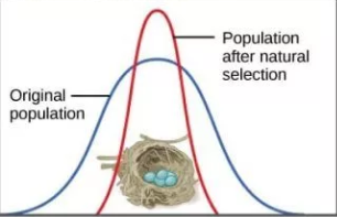 <p>When genetic diversity decreases and a population stabilizes on a particular trait {EX: Robins lay only four eggs because too many eggs = malnourished chicks &amp; too little chicks = no viable offspring}</p>