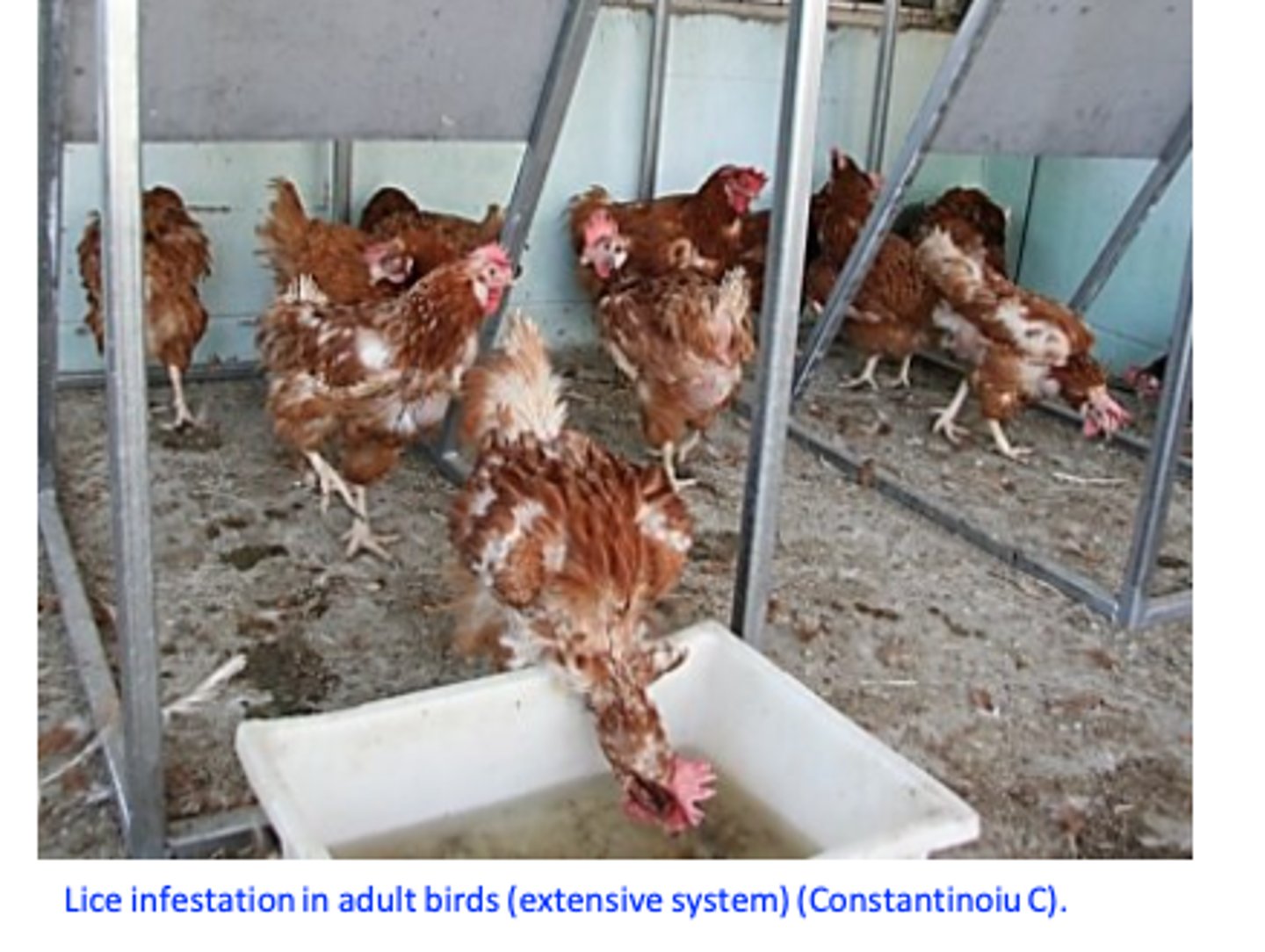 <p>• Common in outdoor systems</p><p>• In intensive systems lice are generally present in caged layers and floor breeders </p><p>• Birds of all ages are susceptible</p><p>Transfer: most often by direct contact</p><p>Lice can be introduced to a farm by restocking with infested birds, Generally,ested shipping crates, egg flats, cartons etc;</p><p>Generally populations of lice increase in the cold seasons;</p>