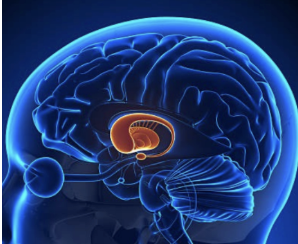 <ul><li><p>Hypothalamus&nbsp;</p><ul><li><p>regulates emotional and motivated behavior&nbsp;</p></li></ul></li><li><p>Amygdala&nbsp;</p><ul><li><p>an almond-shaped structure crucial for emotional processing&nbsp;</p></li><li><p>deep inside the temporal lobes&nbsp;</p></li></ul></li><li><p>Hippocampus&nbsp;</p><ul><li><p>vital for memory processing&nbsp;</p></li></ul></li></ul><p></p>